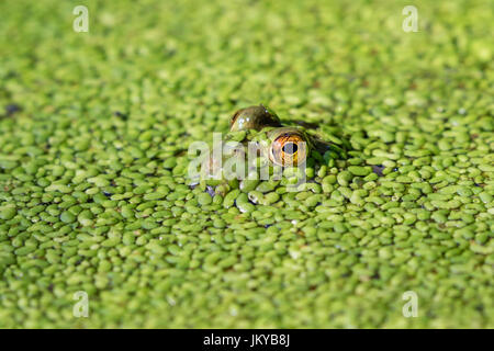 (Lithobates catesbeianus grenouille taureau américain ou Rana catesbeiana) regarder à travers la lentille d'eau dans un lac, corniches State Park, Iowa, États-Unis. Banque D'Images