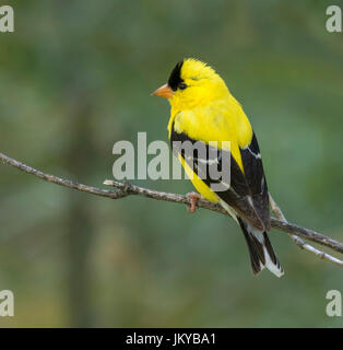 Chardonneret jaune (Carduelis tristis) sur une branche, Ames, Iowa, USA Banque D'Images