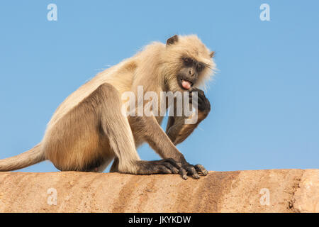 Langurs gris ou langurs Hanuman, la plus répandue de langurs du sous-continent indien, sont un groupe de l'Ancien Monde Banque D'Images