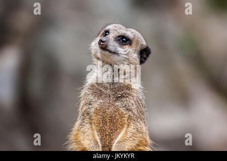 Le meerkat ou suricate est une petite carnivoran appartenant à la famille des mangoustes. C'est la seule espèce du genre Suricata Banque D'Images