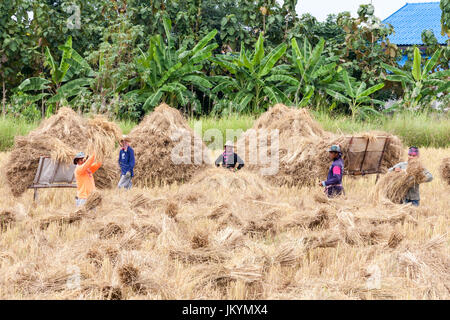 Les travailleurs agricoles de la récolte de foin dans l'Isaan, Thaïlande Banque D'Images