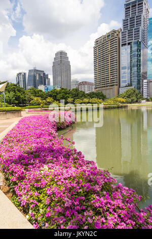 Fleurs de bougainvilliers chambres au bord du lac dans le parc Benjakiti, Bangkok, Thaïlande Banque D'Images