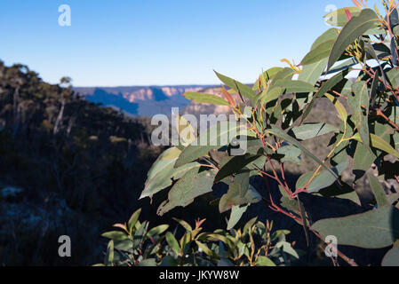 Les montagnes bleues en NSW, Australie avec des feuilles d'eucalyptus dans l'avant-plan. Banque D'Images