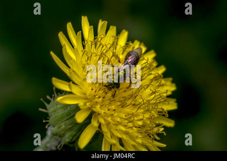 Sueur Agapostemon pollinisateurs abeilles une fleur jaune Banque D'Images