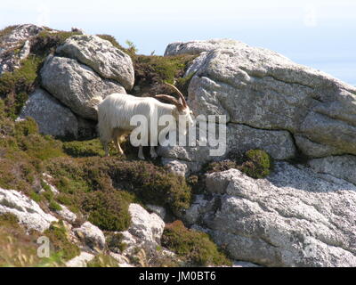 Lundy Island célèbre pour la faune et de paysages spectaculaires dans le canal de Bristol. Lundy est le vieux norrois pour Macareux moine. Maintenant géré par le Monument de la confiance. Banque D'Images