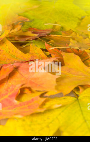 Diverses feuilles d'automne colorés dans un parc Banque D'Images