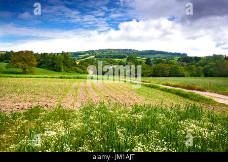 Une vue d'été d'un champ labouré dans le Dorset, Angleterre Banque D'Images