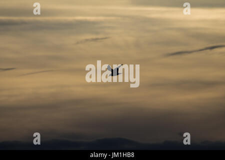 Une silhouette d'un oiseau voler contre un ciel avec nuages colorés magnifiques au coucher du soleil Banque D'Images