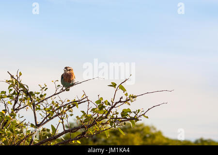 Rouleau indien oiseau posé sur un arbre, en Namibie Banque D'Images