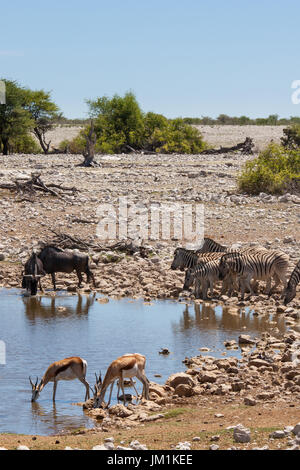 Les zèbres, springboks, gnous à trou d'eau dans le parc national d'Etosha, Namibie Banque D'Images