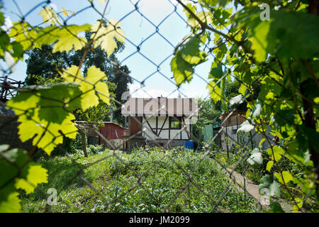 Prague, République tchèque. 21 juillet, 2017. Colonie de jardinage dans l'Île Libensky, Prague, République tchèque le 21 juillet 2017. Photo : CTK Vit Simanek/Photo/Alamy Live News Banque D'Images