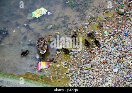 Londres, Royaume-Uni. Le 25 juillet, 2017. Une femelle Canard colvert avec batailles canetons par déchets flottants à marée basse sur la Tamise. Credit : JOHNNY ARMSTEAD/Alamy Live News Banque D'Images