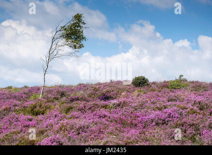 La floraison sur la lande de bruyère, avec un seul arbre isolé, en forêt Wareham, Dorset, England, UK. Banque D'Images