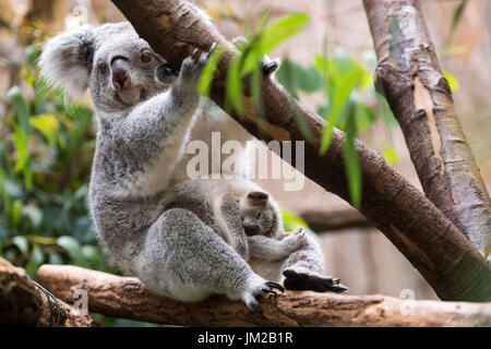 Duisburg, Allemagne. 26 juillet, 2017. Encore un homme sans nom-koala bébé dormir dans sa mère les genoux d'Goonderrah dans le zoo de Duisburg à Duisburg, Allemagne, 26 juillet 2017. Zoo de Duisburg héberge la plupart des koalas dans toute l'Allemagne. Le Zoo prendront part à la Journée "Koala" le 30 juillet 2017. Photo : Marius Becker/dpa/Alamy Live News Banque D'Images