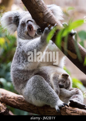 Duisburg, Allemagne. 26 juillet, 2017. Encore un homme sans nom-koala bébé dormir dans sa mère les genoux d'Goonderrah dans le zoo de Duisburg à Duisburg, Allemagne, 26 juillet 2017. Zoo de Duisburg héberge la plupart des koalas dans toute l'Allemagne. Le Zoo prendront part à la Journée "Koala" le 30 juillet 2017. Photo : Marius Becker/dpa/Alamy Live News Banque D'Images