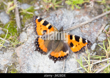 Petite Écaille de Butterfly sitting on Rock. Banque D'Images