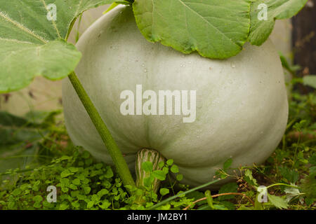 La citrouille Volga gris. Close Up citrouille fraîche bio. Citrouille mûre cultivée sur Potager en été. Banque D'Images