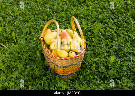 Poires biologiques frais mûrs dans panier en osier sur l'herbe verte dans le jardin ensoleillé. Fond de panier en osier avec de l'herbe verte et de poire mûre. Yellow Banque D'Images