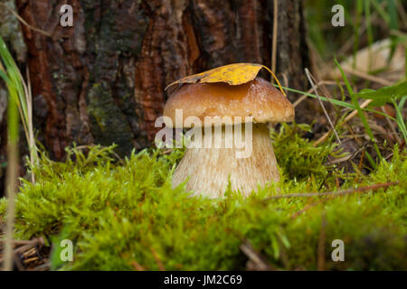 Un champignon comestible Boletus edulis (cèpes) sur mousse verte dans la forêt proche. La feuille jaune sec sur Hat Mushroom. Banque D'Images