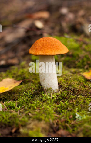 Le Leccinum aurantiacum (Orange-Cap champignons Boletus). Un jeune champignon comestible Boletus Orange-Cap poussent en forêt d'automne Close Up. Banque D'Images