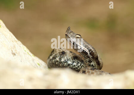 Close up européen venimeux serpent rampant sur rock ( la vipère à cornes du nez, Vipera ammodytes ) Banque D'Images