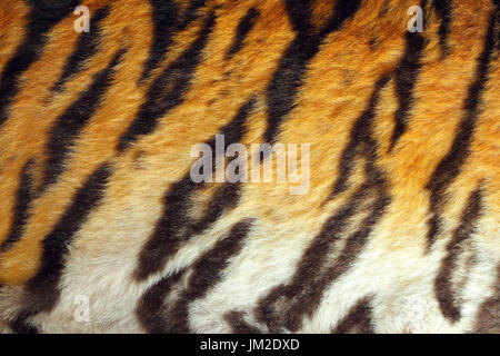 Tigre détaillées, texture de peau colorée du vrai cuir animal Banque D'Images