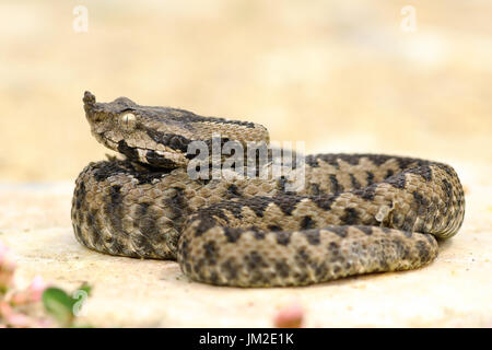 La sand viper reposant sur un rocher ; ces dangereux serpents européens sont au soleil sur des endroits ensoleillés dans les zones rocheuses ( Vipera ammodytes ) Banque D'Images