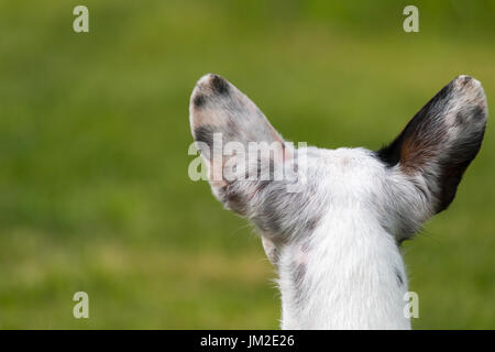 Jack Russel chien attend son patron Banque D'Images