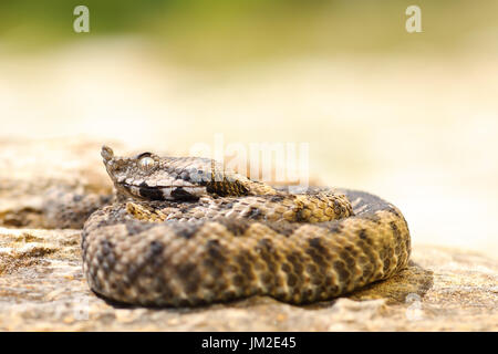 Petit Vipera ammodytes au soleil sur une pierre ( venimeux vipère à cornes nez juvénile ) Banque D'Images