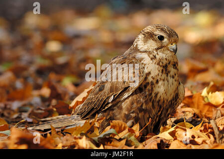 / Faucon sacre (Falco cherrug) | Sakerfalke / (Falco cherrug) / Wuergfalke Würgfalke Saker,, Banque D'Images