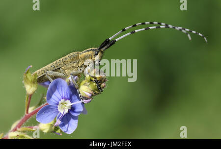 Un magnifique gris épanouie (Agapanthia villosoviridescens longicorne) perché sur un Germander Speedwell fleur. Banque D'Images