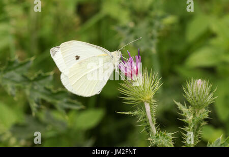 Un petit papillon blanc (Pieris rapae) nectar sur une fleur de chardon. Banque D'Images