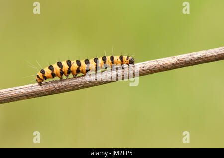 Un joli papillon cinabre (Tyria jacobaeae Caterpillar) marcher le long d'une tige d'une plante. Banque D'Images