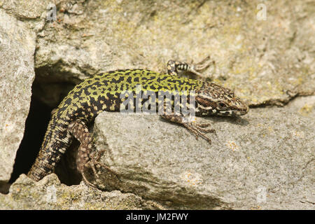 Un beau mâle lézard des murailles (Podarcis muralis) se réchauffer sur un mur de pierre. Banque D'Images