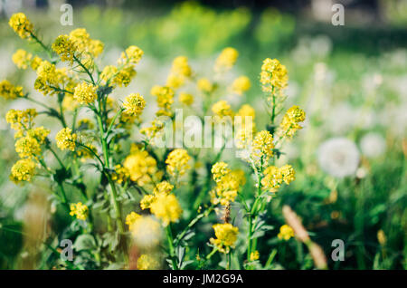 Jaune sauvage fleurs Barbarea moelleux dans un champ ou dans un pré Banque D'Images