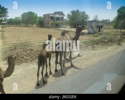 Une caravane de chameaux dans la rue près d'Agra, de retourner sur le terrain. Banque D'Images