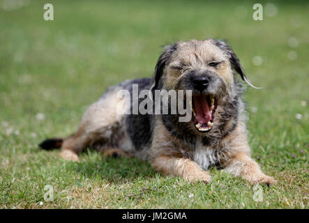 Chien Border terrier, Yawning dans un jardin au Royaume-Uni Banque D'Images