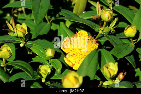 Les délicates étamines de la Evergreen Hypericum calycinum, communément connu sous le nom de Rose de Sharon Banque D'Images