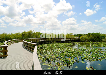 Anhinga Trail à travers le Parc National des Everglades en Floride