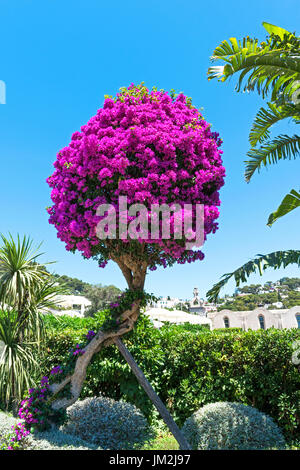 La floraison d'un bougainvillier bush sur l'île de Capri, Italie Banque D'Images