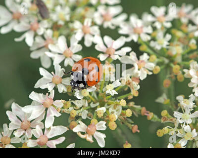 Coccinelle coccinelle (Coccinella ou 7-punctata) la chasse les insectes sur fleur rose & blanc composite chef de la Carotte sauvage (Daucus carota) dans la région de Cumbria, Angleterre Banque D'Images