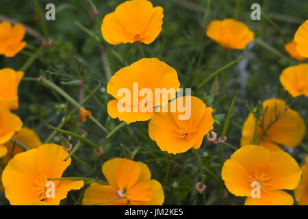 Eschscholzia californica. Fleurs de pavot de Californie. Banque D'Images