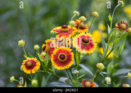 Helenium autumnale 'Sunshine' mixtes hybrides de fleurs. Banque D'Images