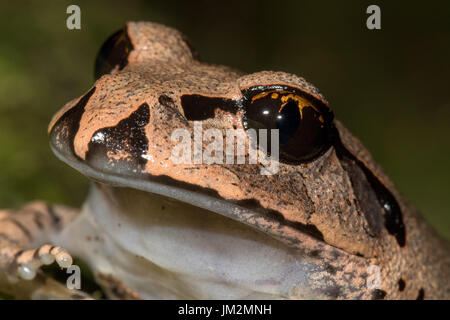 Grande Grenouille interdit Banque D'Images