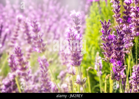 Fleurs de Lavande en fleurs sur fond flou with copy space Banque D'Images