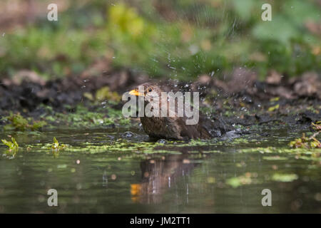 Turdus merula Blackbird baignade en piscine bois femelle Norfolk Banque D'Images