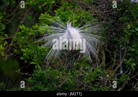 Grande Aigrette (Great White Egret Ardea alba afficher mâle au nid Florida USA Banque D'Images