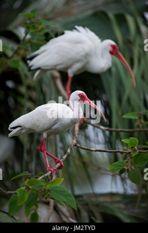 American white Ibis Eudocimus albus Everglades de Floride USA Banque D'Images