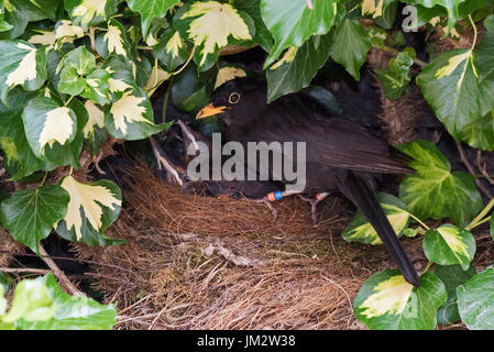 Turdus merula Blackbird annelé couleur alimentation mâle 3 près de l'envol des oisillons au nid de lierre dans Holt jardin Juillet Norfolk Banque D'Images