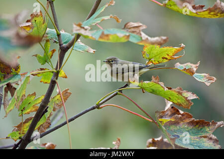 Grosbec casse-noyaux Phylloscopus collybita en automne East Hills North Norfolk Octobre Banque D'Images